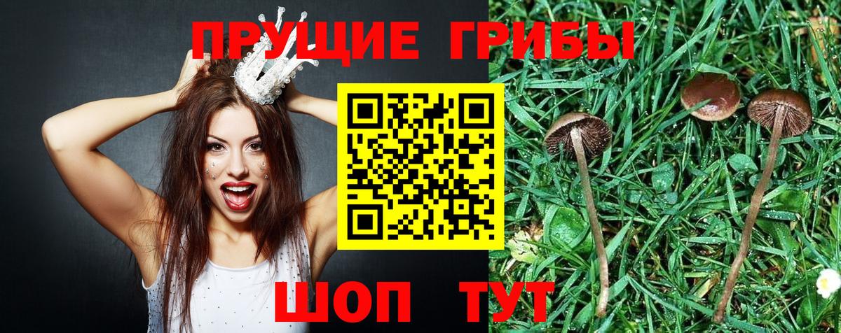 Галлюциногенные грибы мухоморы Норильск